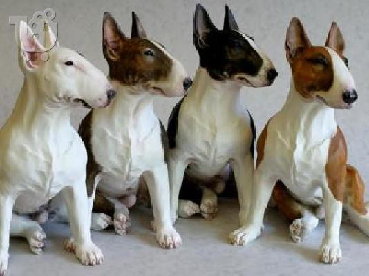 PoulaTo: Bull terrier